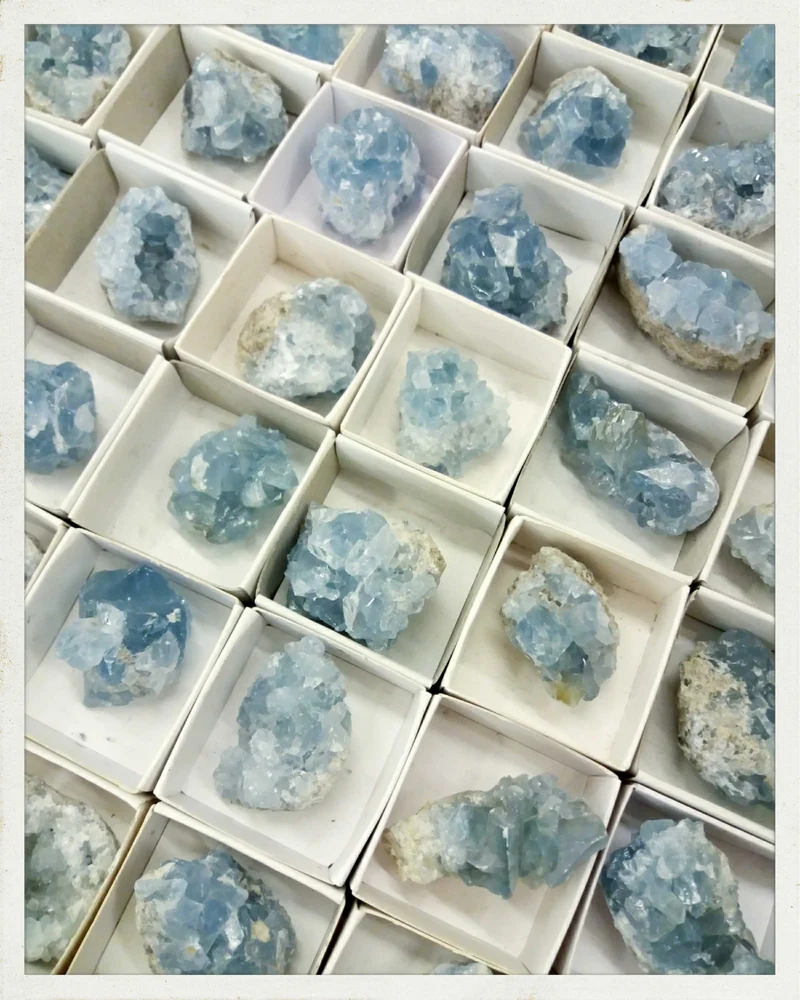 Celestinas pequeñas