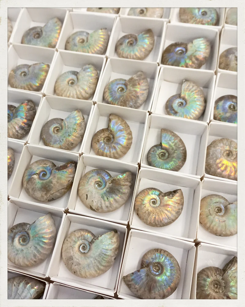 Ammonites irisados
