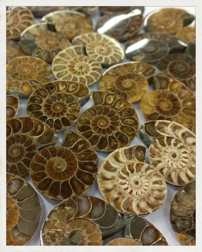 Ammonites cortados (diversos tamaños disponibles)