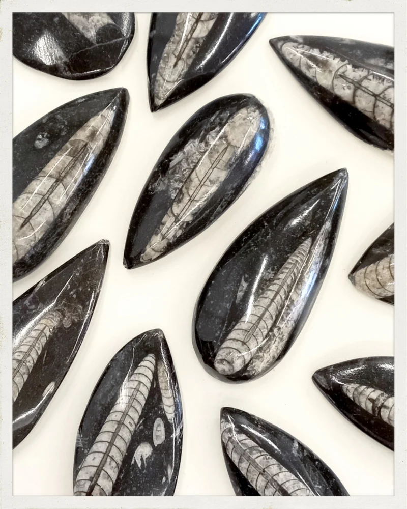 Orthoceras