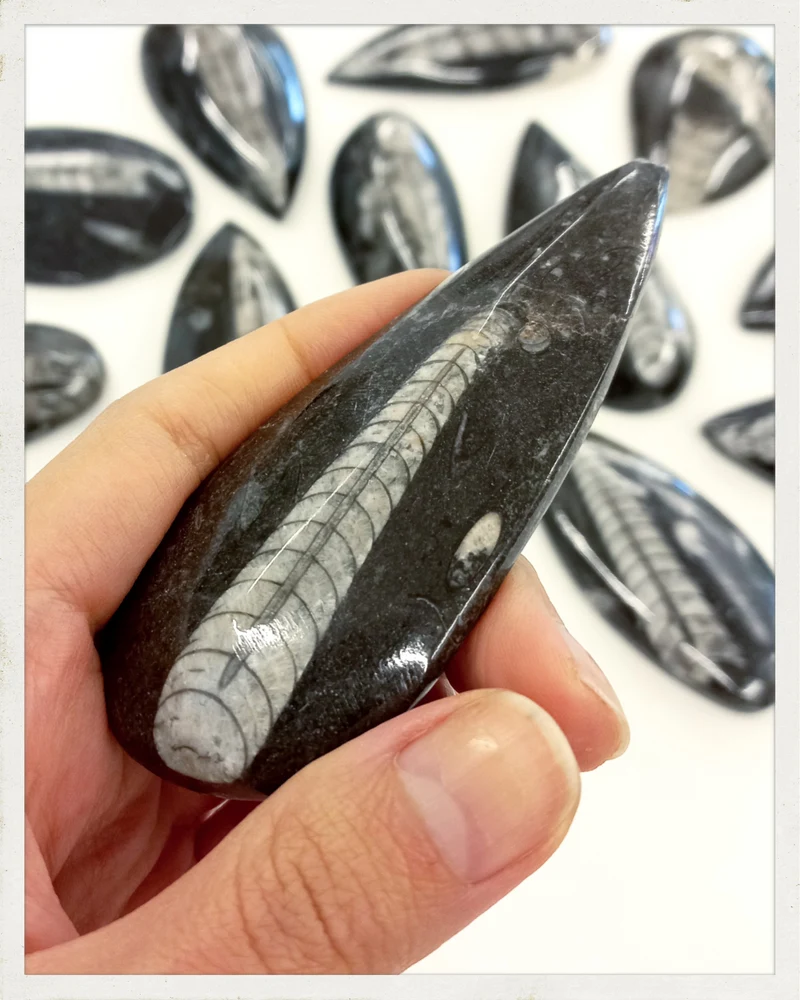 Orthoceras