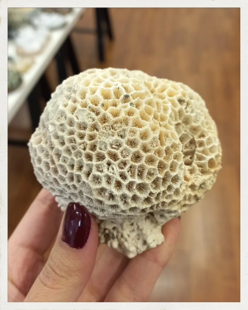 Coral fósil (Siderastrea)