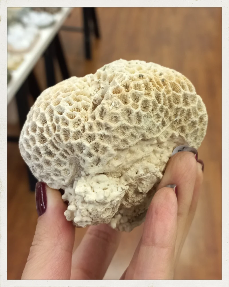 Coral fósil (Siderastrea)