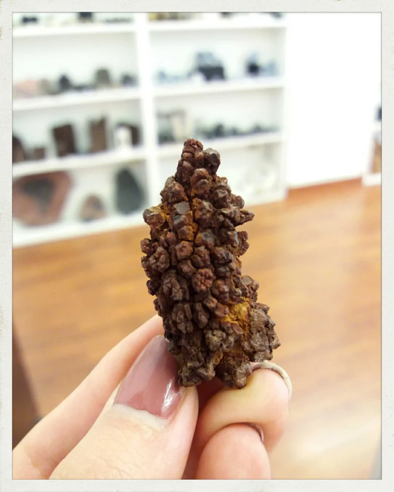Coprolitos (excremento fósil)