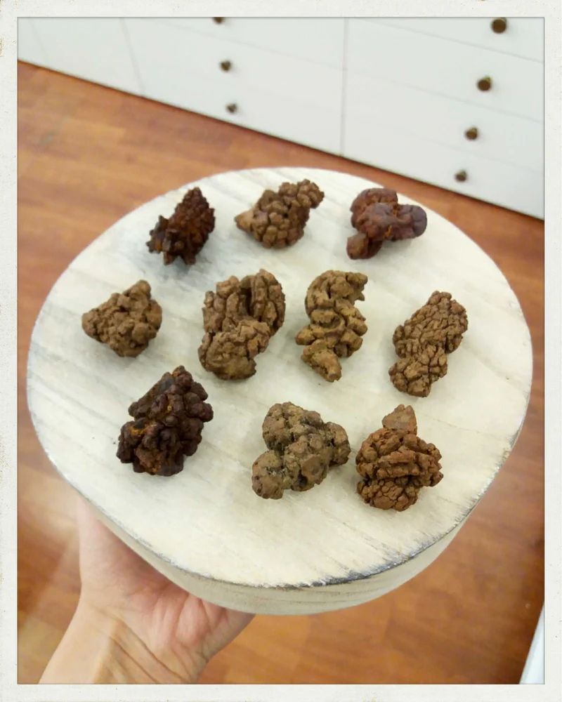 Coprolitos (excremento fósil)