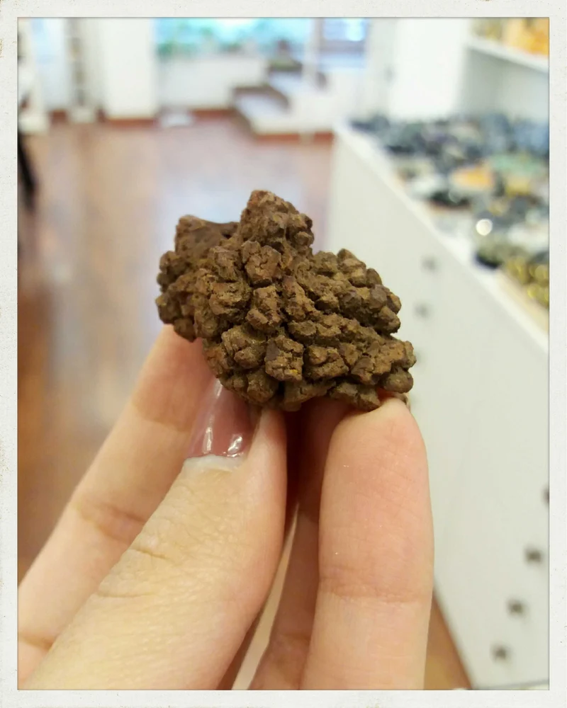 Coprolitos (excremento fósil)