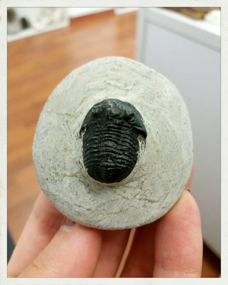Trilobites en matriz (Phacops sp.)