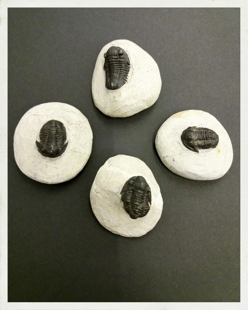 Trilobites en matriz (Phacops sp.)