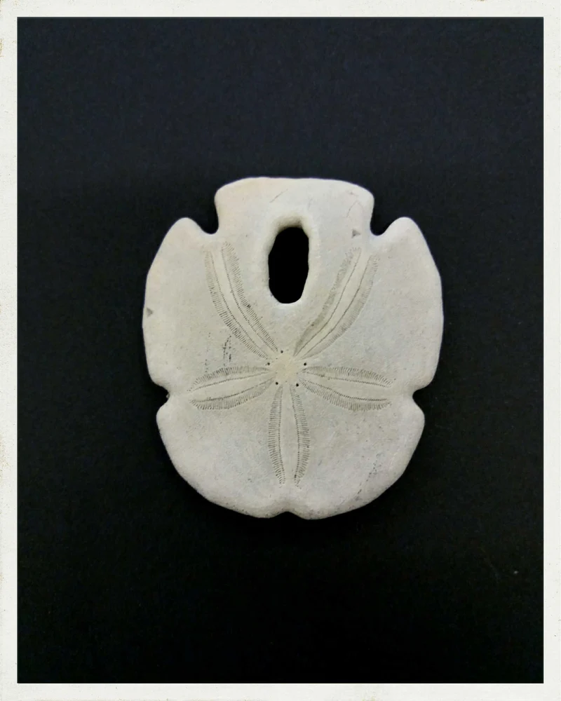 Erizos fósiles (Sanddollar)